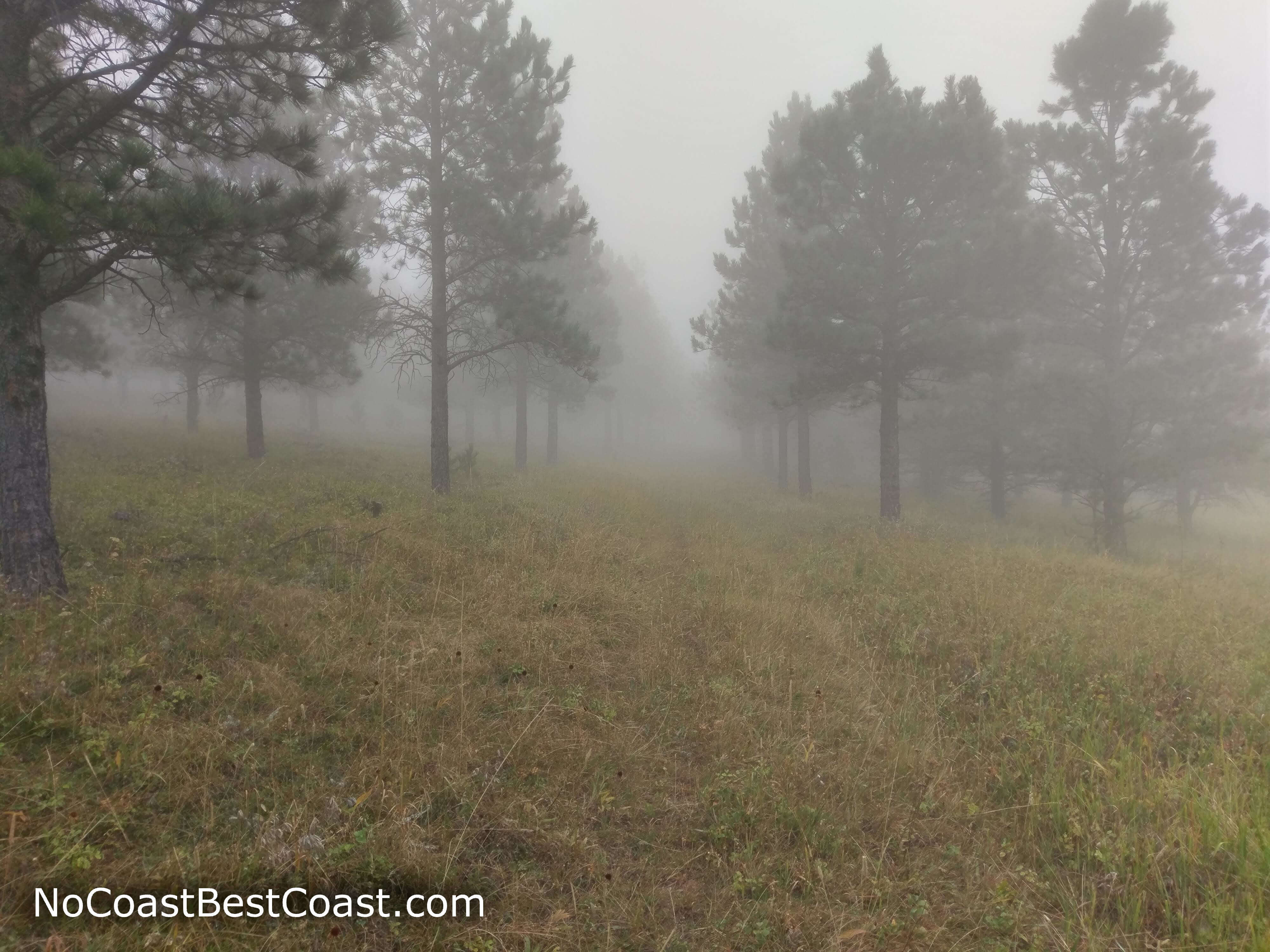 Pine trees planted in rows near the peak are especially creepy in the fog