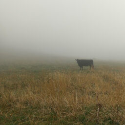 Cows grazing in the fog of Black Hills National Forest in Wyoming
