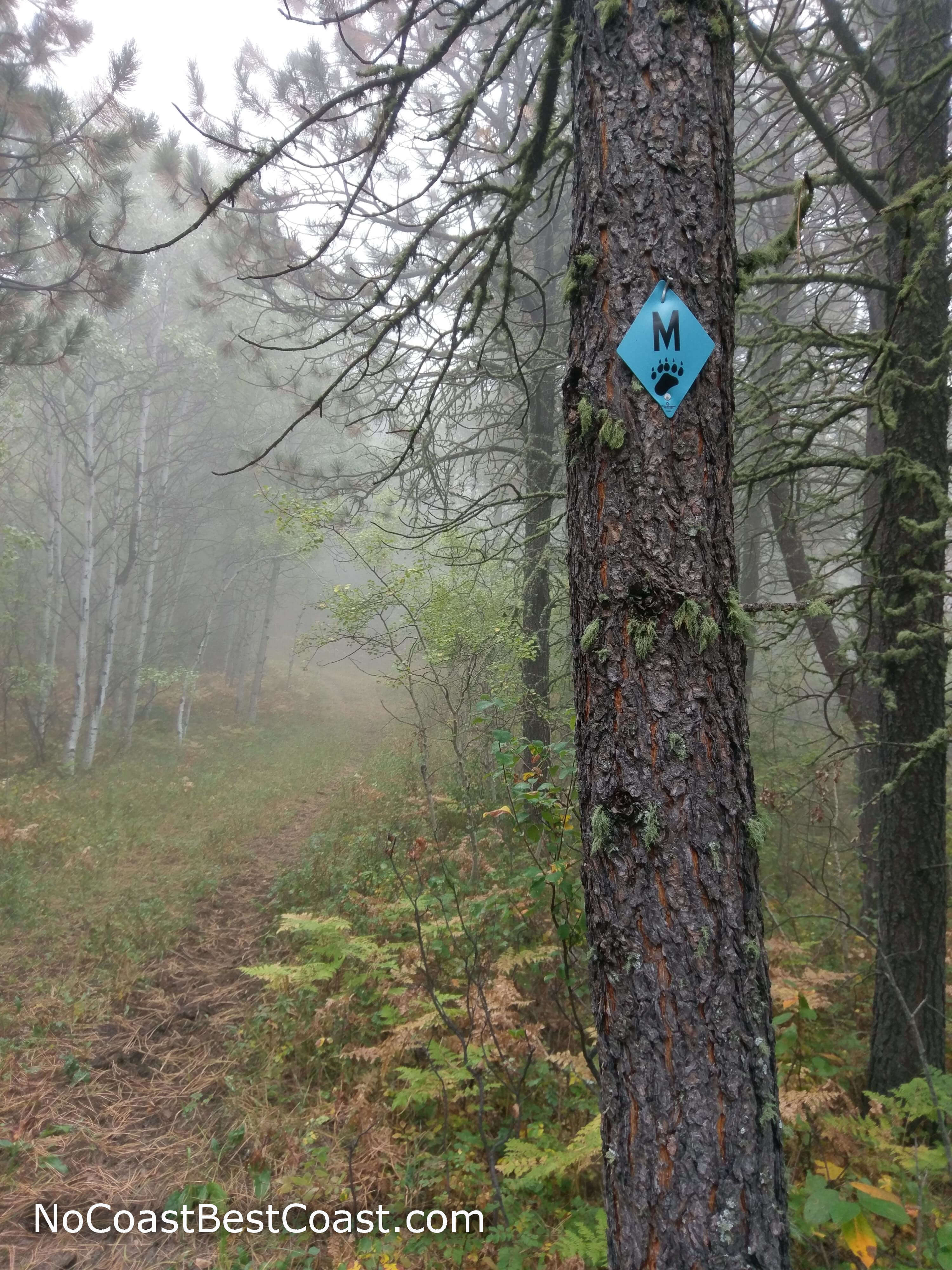 Blue blazes with the letter M mark the Sheepnose Mountain Trail