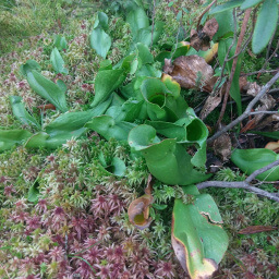 Find these carnivorous pitcher plants along the boardwalk