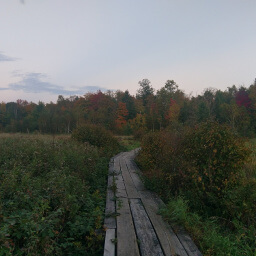 Planks across the marsh with an autumn backdrop