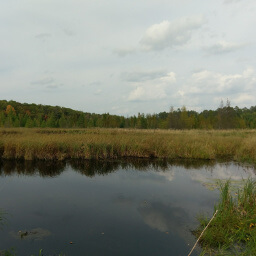 Tamaracks growing beyond the marsh