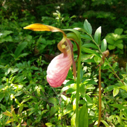 You can find amazing plants like this lady's slipper orchid on this hike
