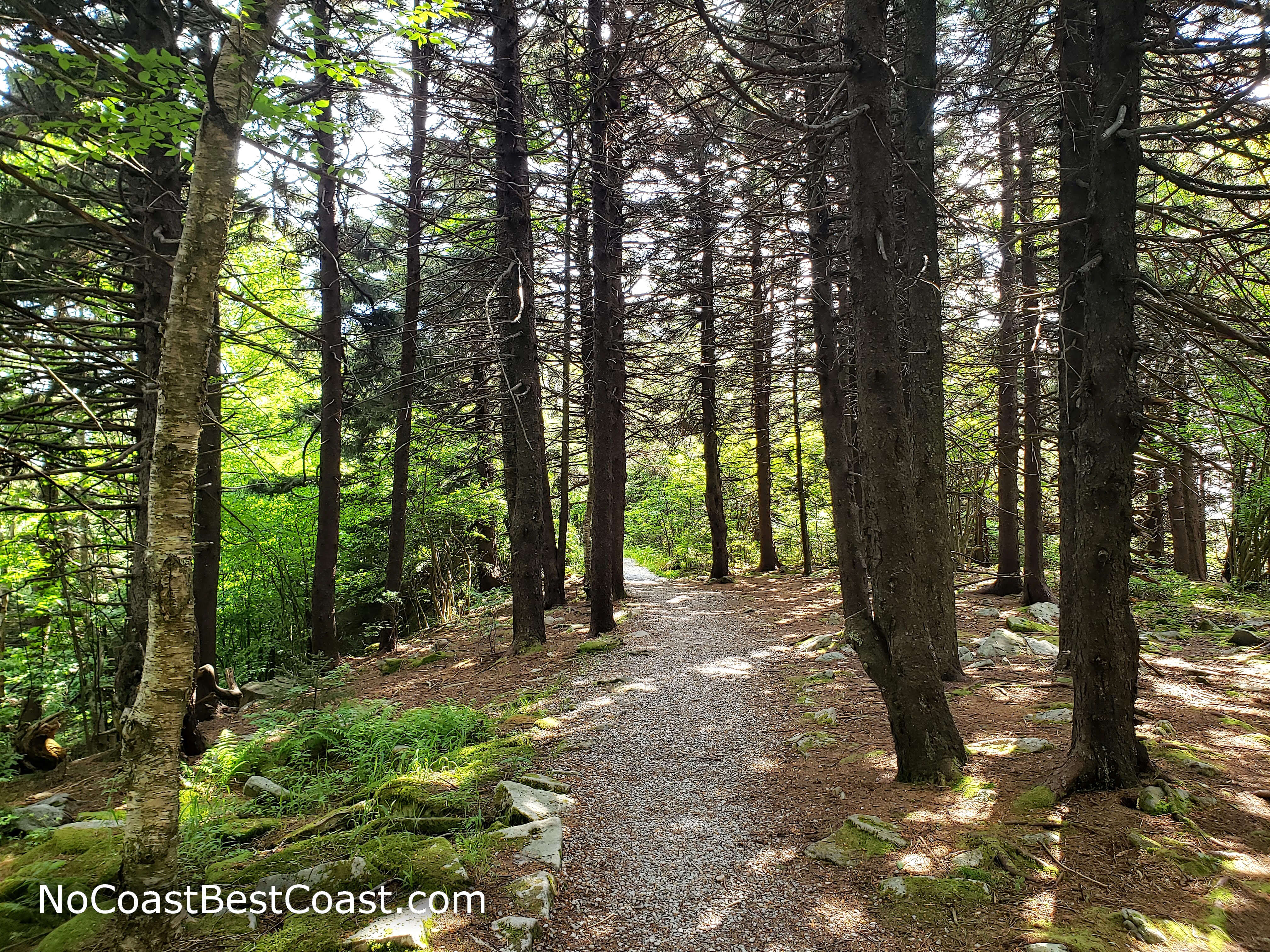 Spruce trees line the trail on the summit of Spruce Knob