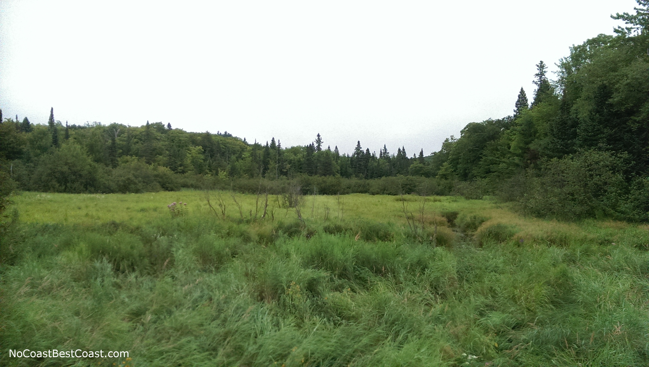 The marshlands on the Beaver Creek Trail