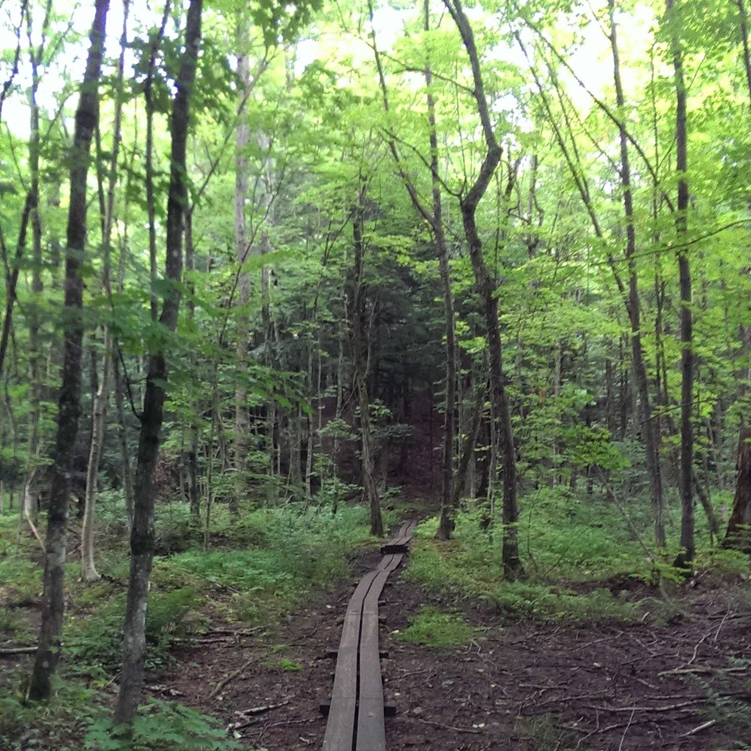 Boardwalks along the trail