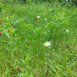 Cute little wildflowers poking through the grass
