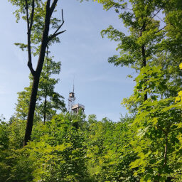 The observation tower as seen from the base of Timm's Hill