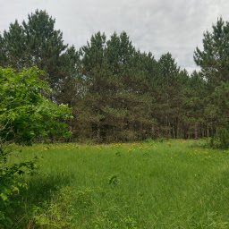 The typical landscape within Uncas Dunes Scientific and Natural Area.