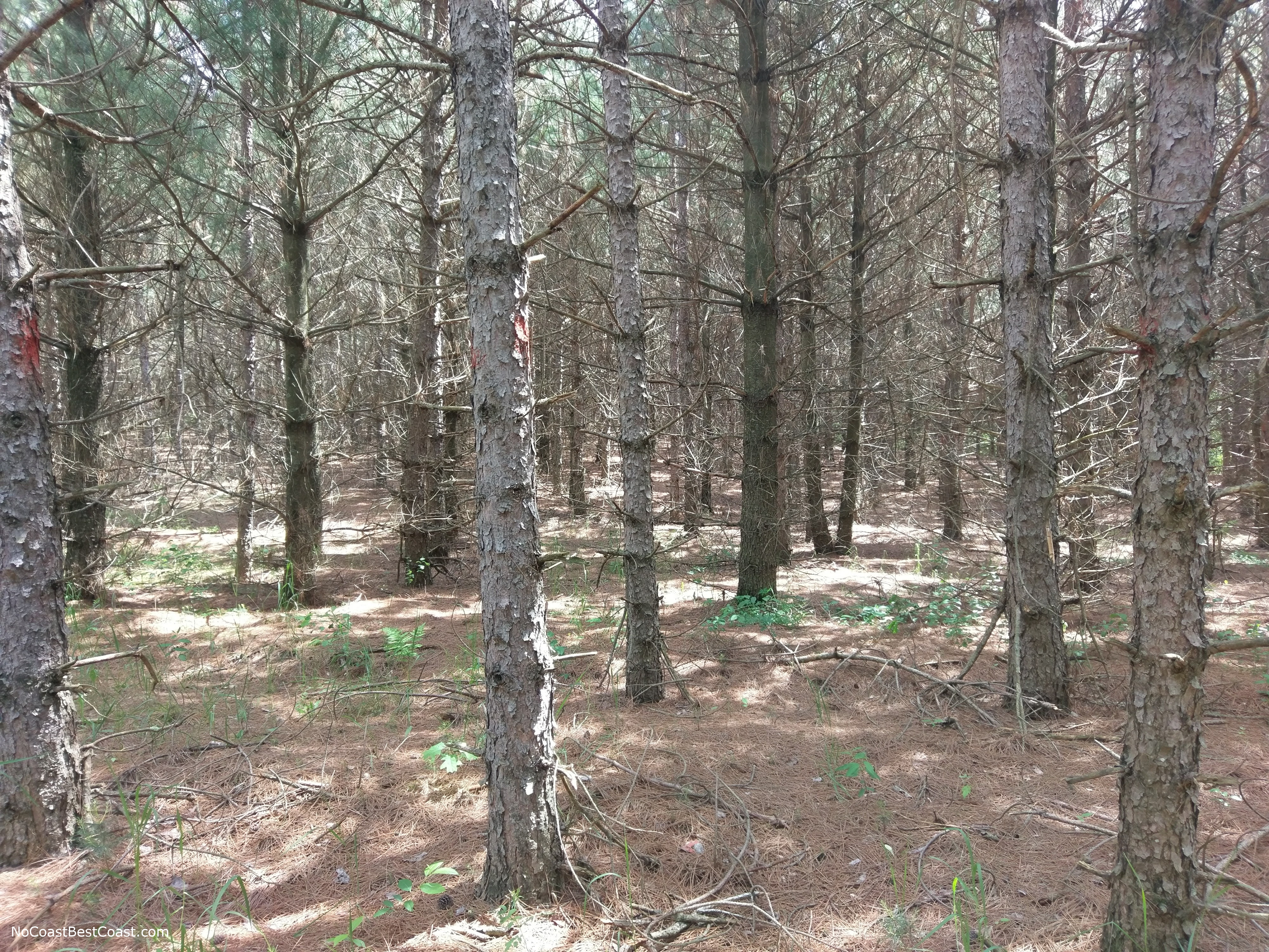 A pine forest that feels much more like the mountains in the Southwestern U.S.