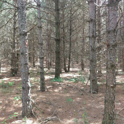 A pine forest that feels much more like the mountains in the Southwestern U.S.