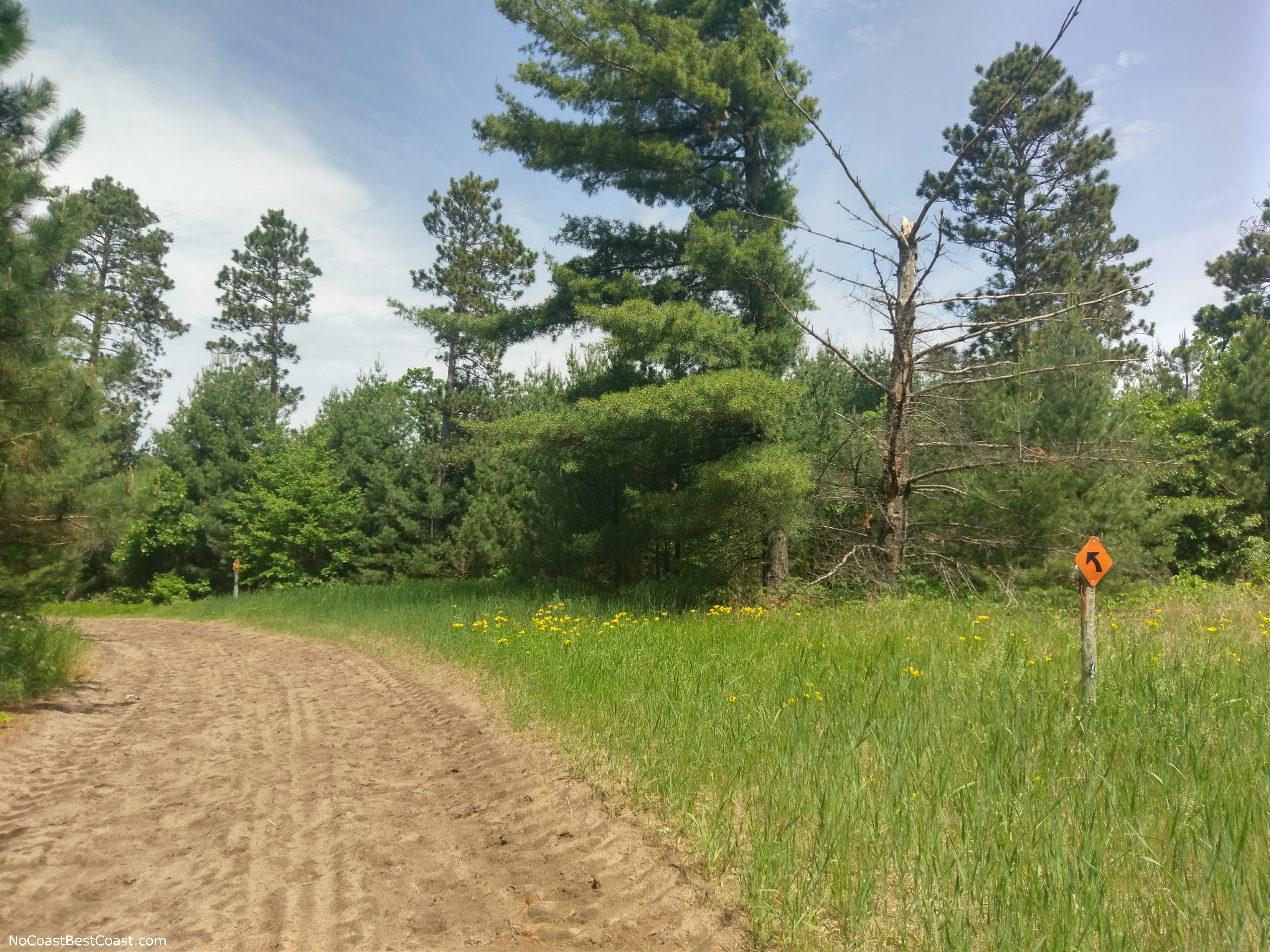 The sandy trail and pine forest of Uncas Dunes