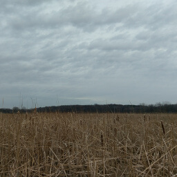 The vast expanse of cattails looking towards the hills across Westwood Lake