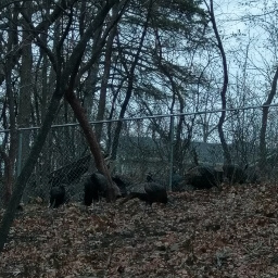 A flock of wild turkeys near the Maple Basswood Trail