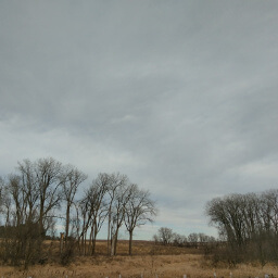 Trees growing in the prairie