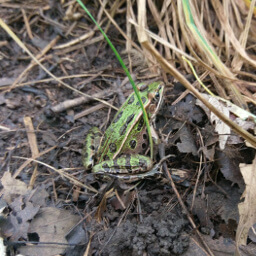 You will see countless green northern leopard frogs while hiking along the St. Croix River