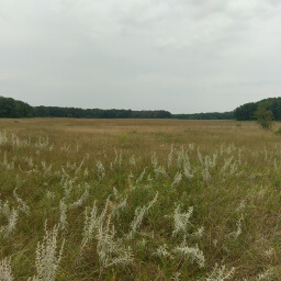 Restored prairie provides wonderful scenery