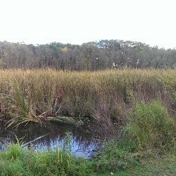 The Wetland Trail lives up to its name with this environment