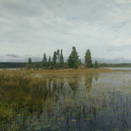 A pine covered island in the middle of Wolf Lake